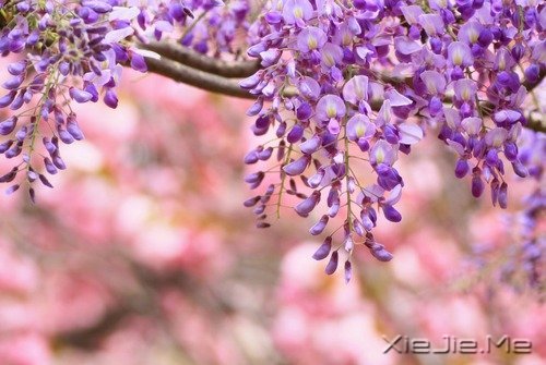 ��Ҫ��Ц���˵Ị̇���ֻ����û�о��������� (10)