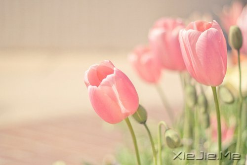 早安心语:收拾心情,重新上路 (1)