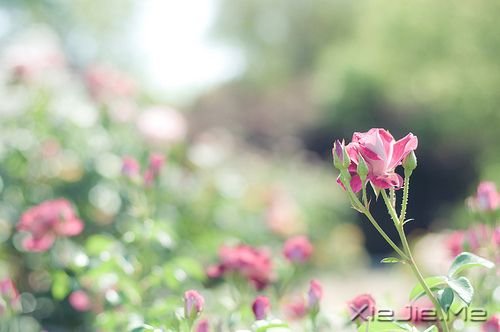 晚安心语:一个人并不孤单,想一个人才孤单 (5)