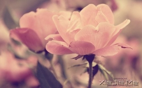 晚安心语:勇敢生活,微笑面对 (3)