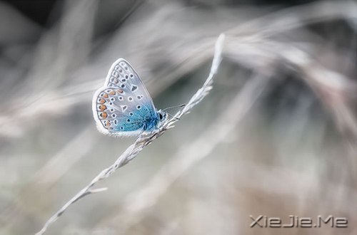 晚安心语:清澈不在远方,而在心底 (4)